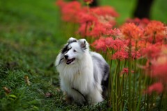 ワンコも花が好き