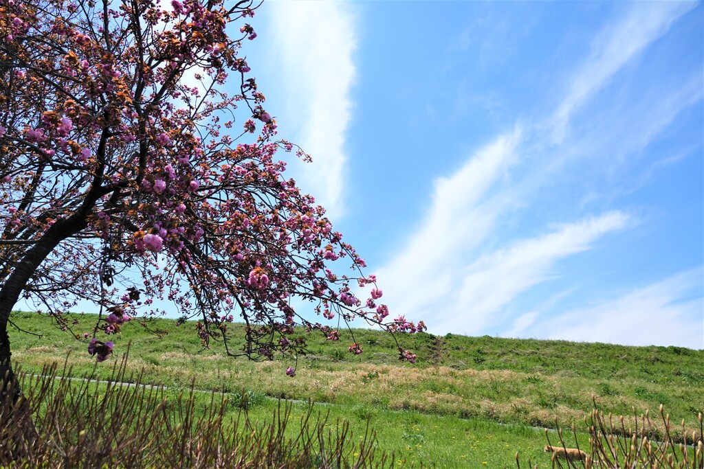 桜と空
