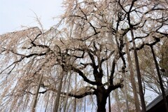 枝垂れ桜