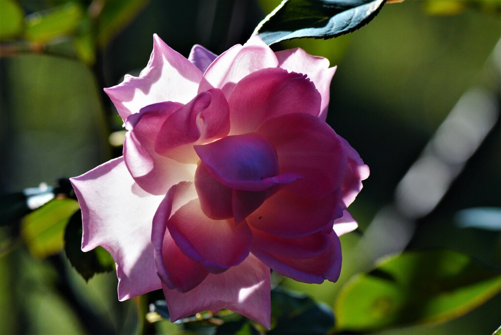 透ける花弁