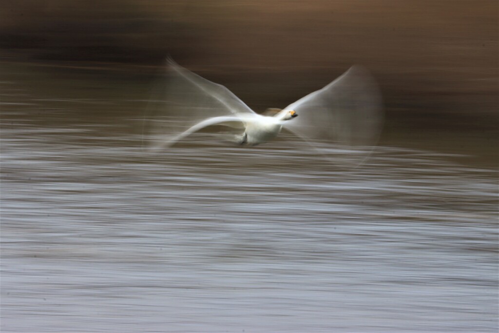 白鳥の飛翔