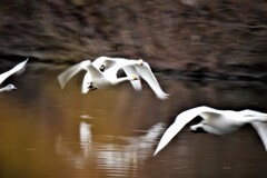 初めてのカメラとレンズで撮影