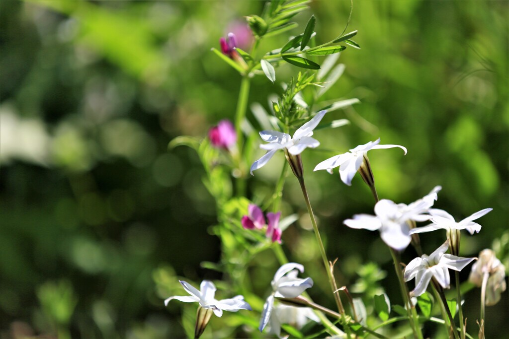 ハナニラとカラスのエンドウ