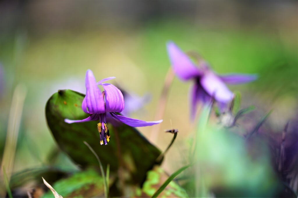 カタクリの花