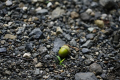 どんぐりころころ