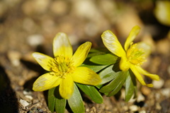 黄色い花４