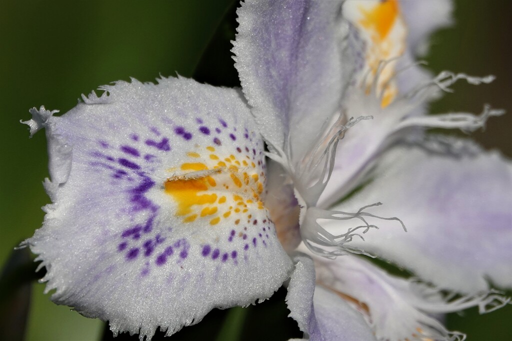シャガの花って・・・
