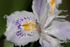 シャガの花って・・・