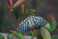 庭にアカボシゴマダラ