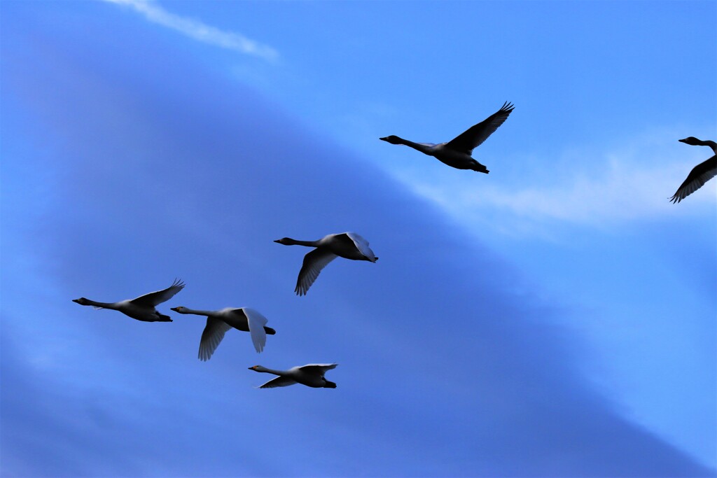 青空を飛ぶ白鳥