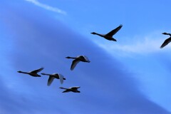 青空を飛ぶ白鳥