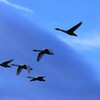 青空を飛ぶ白鳥