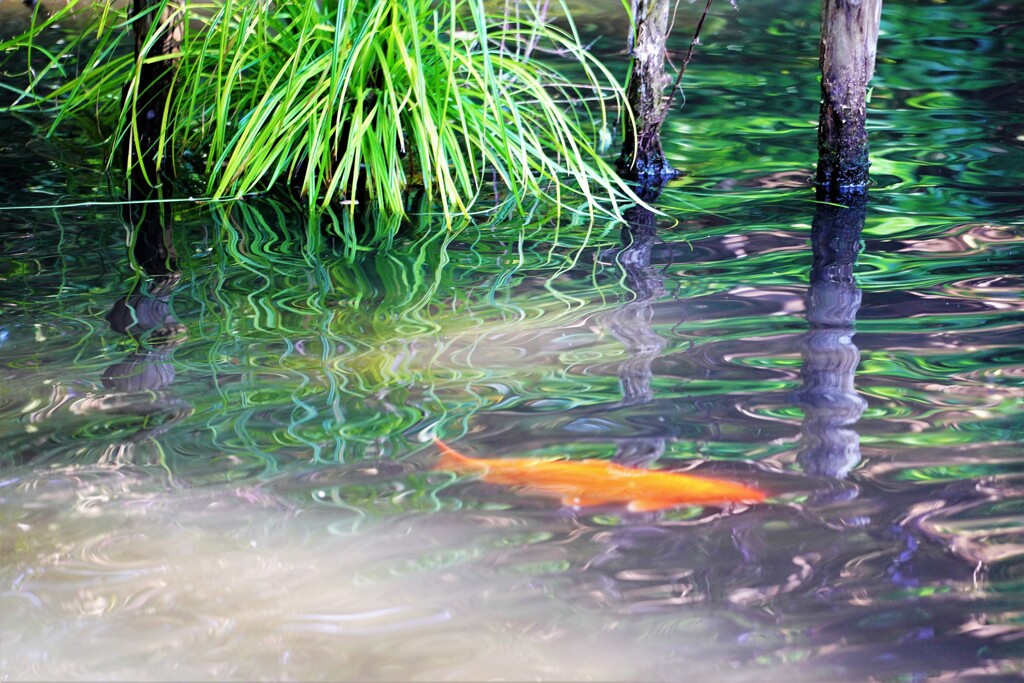 池の鯉