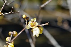 蠟梅２