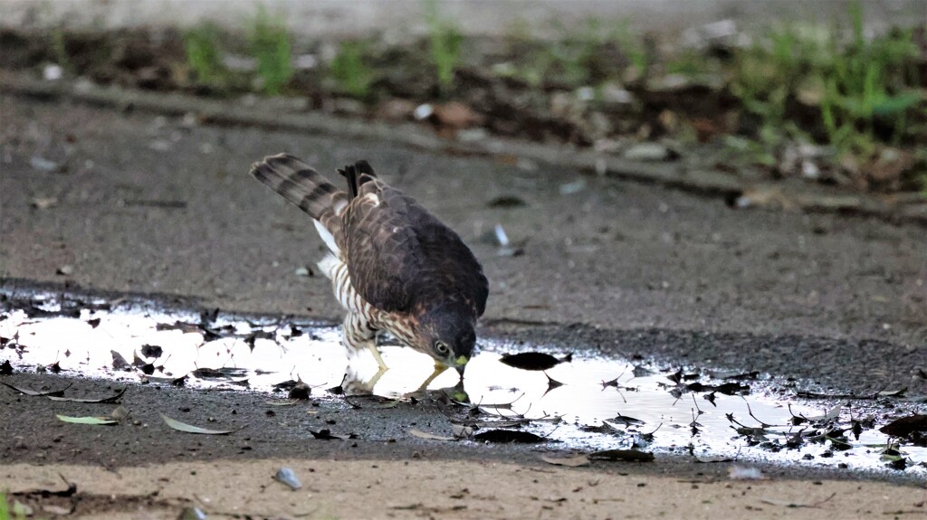 水飲み