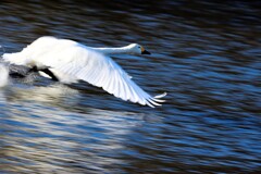 白鳥が飛ぶ