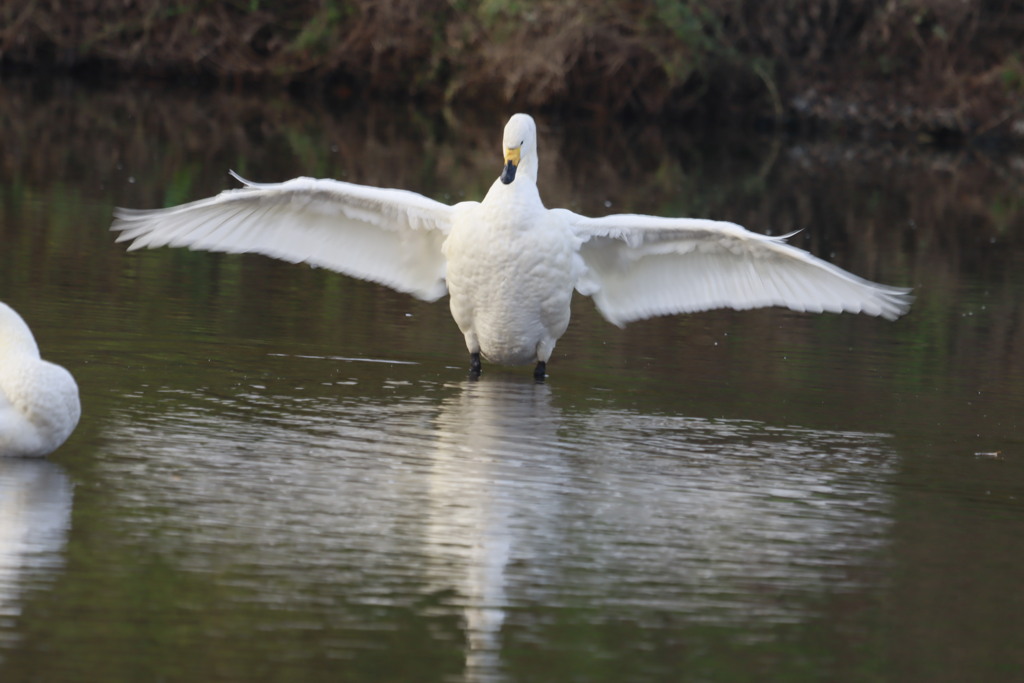 白鳥の羽ばたき