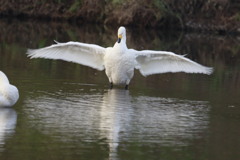 白鳥の羽ばたき