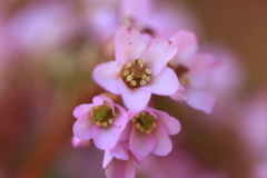 ヒマラヤユキノシタ