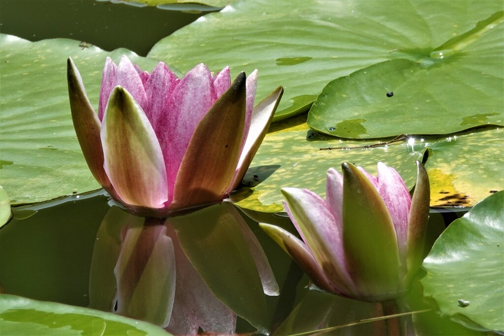 花だけ水上に