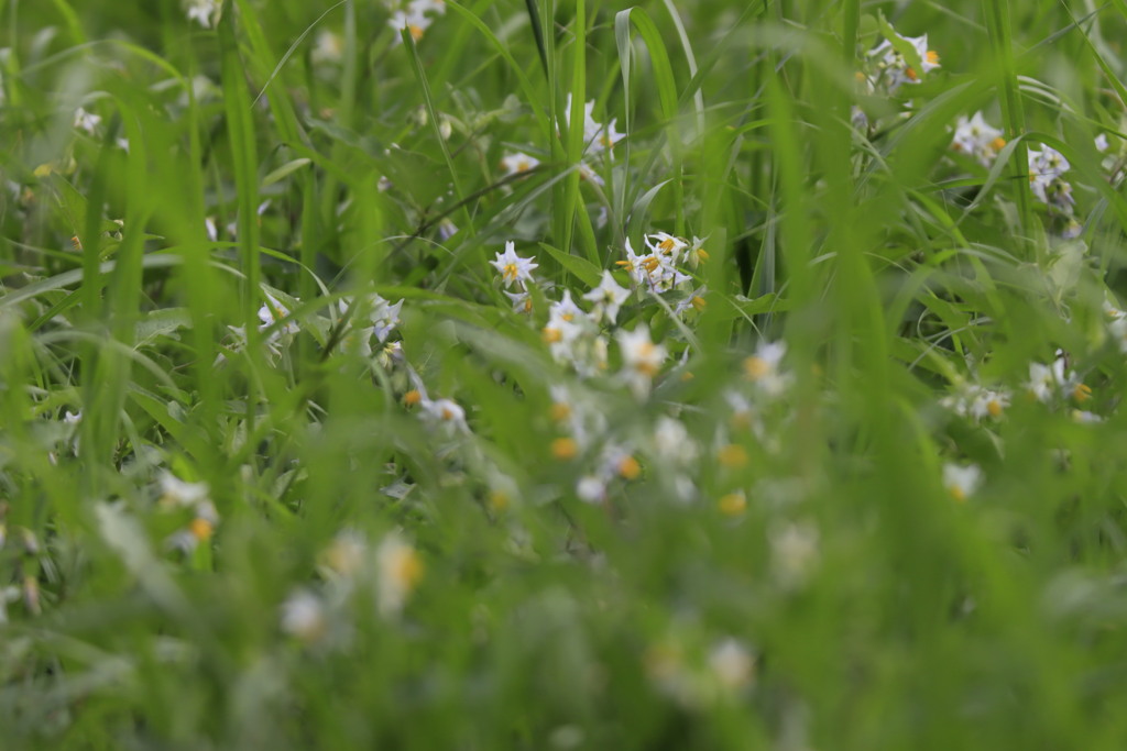 野の花