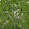 野の花