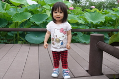 蓮の花を見に来たよ