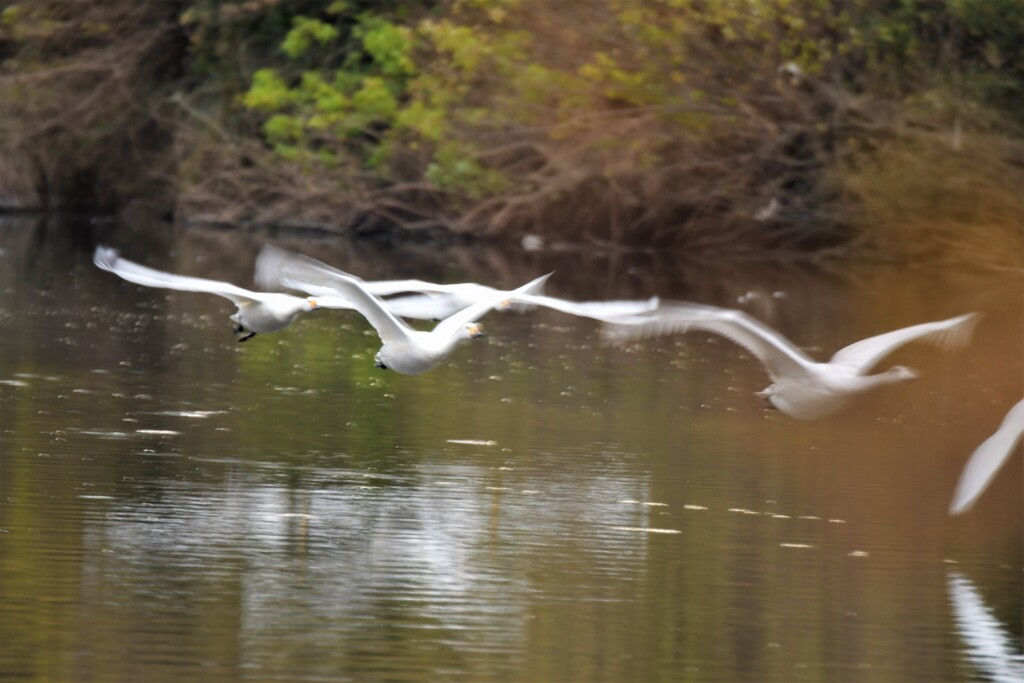 白鳥の飛翔