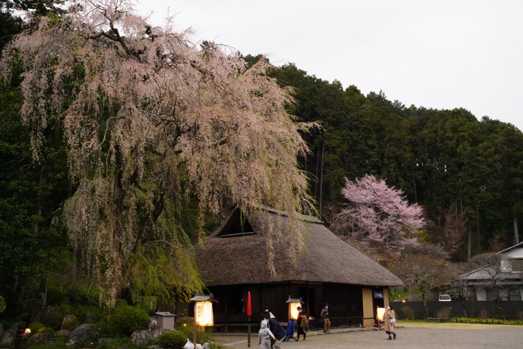 古民家の枝垂れ桜