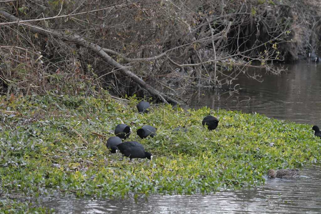 オオバンの食事