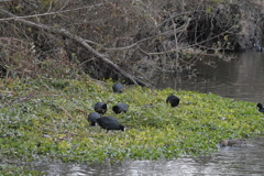 オオバンの食事