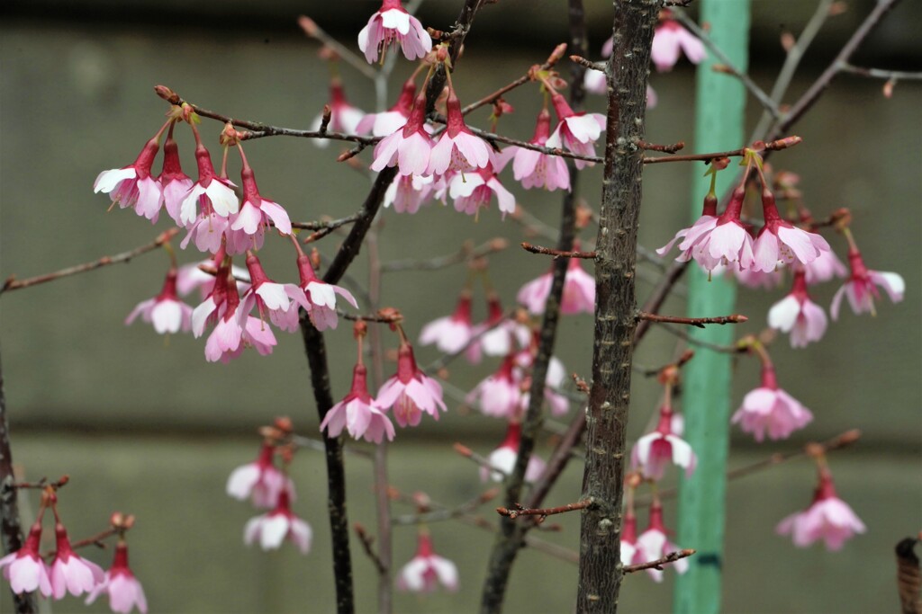 オカメ桜