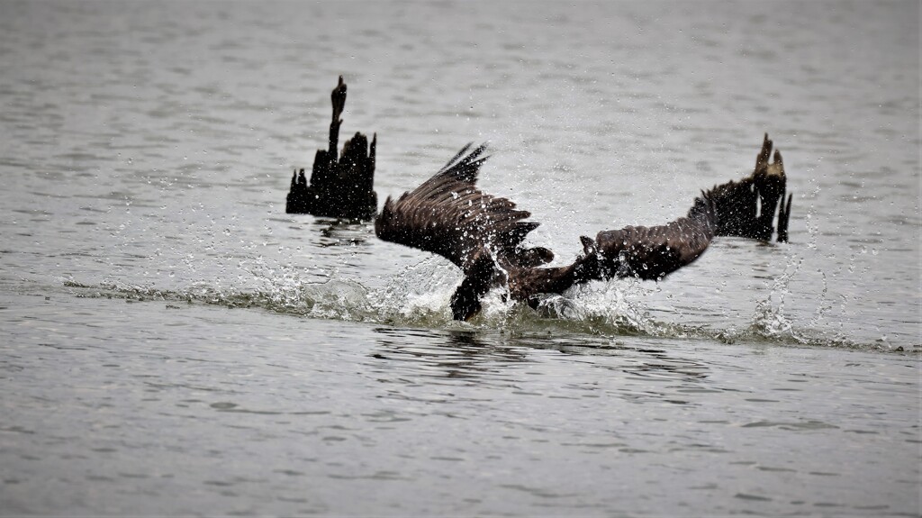 カワウの水浴び