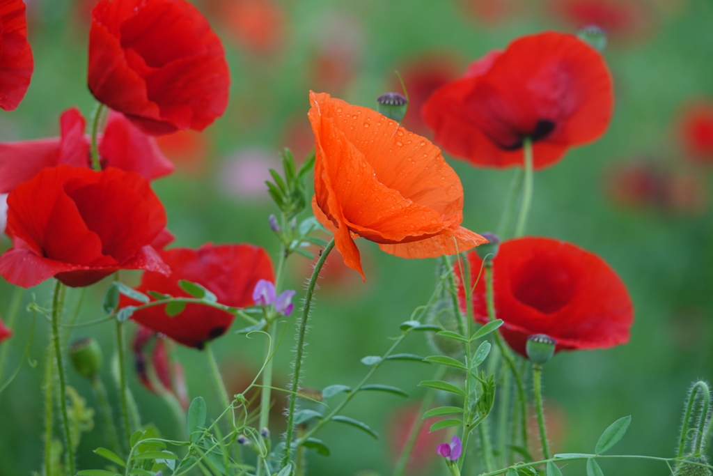 オレンジを囲む