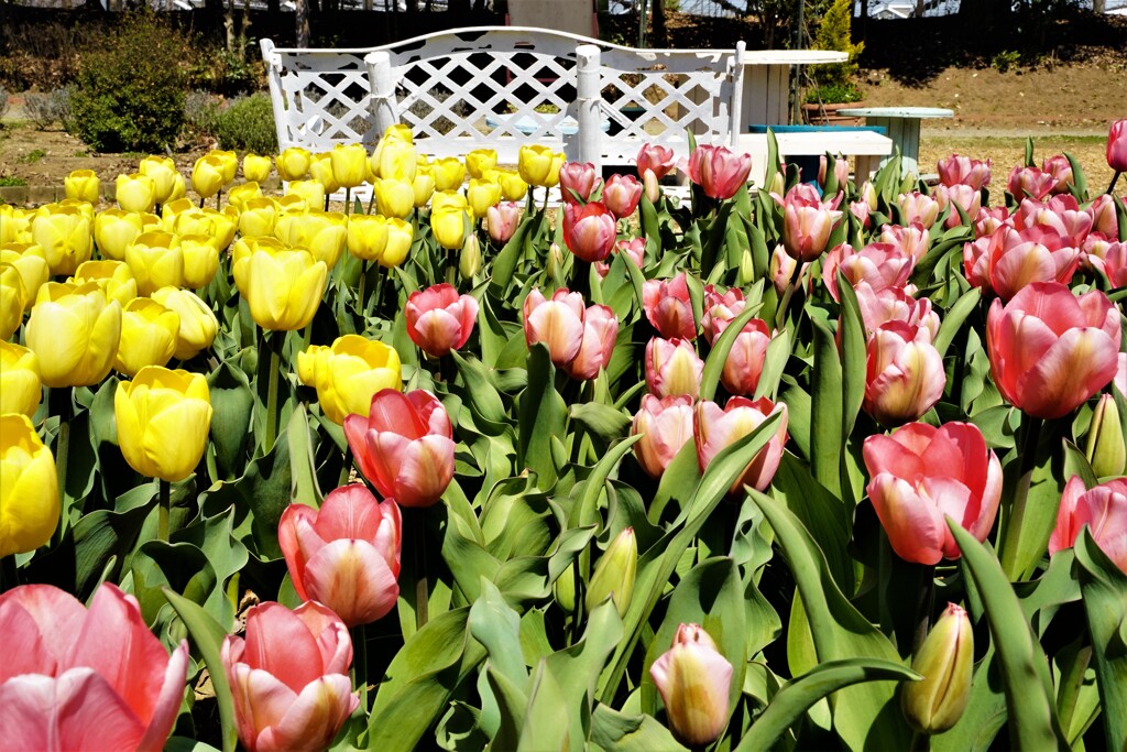 花は咲いても・・・