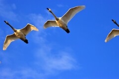 大空に飛ぶ白鳥
