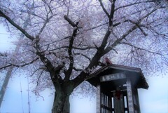 地蔵と桜