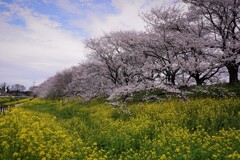 桜と菜の花