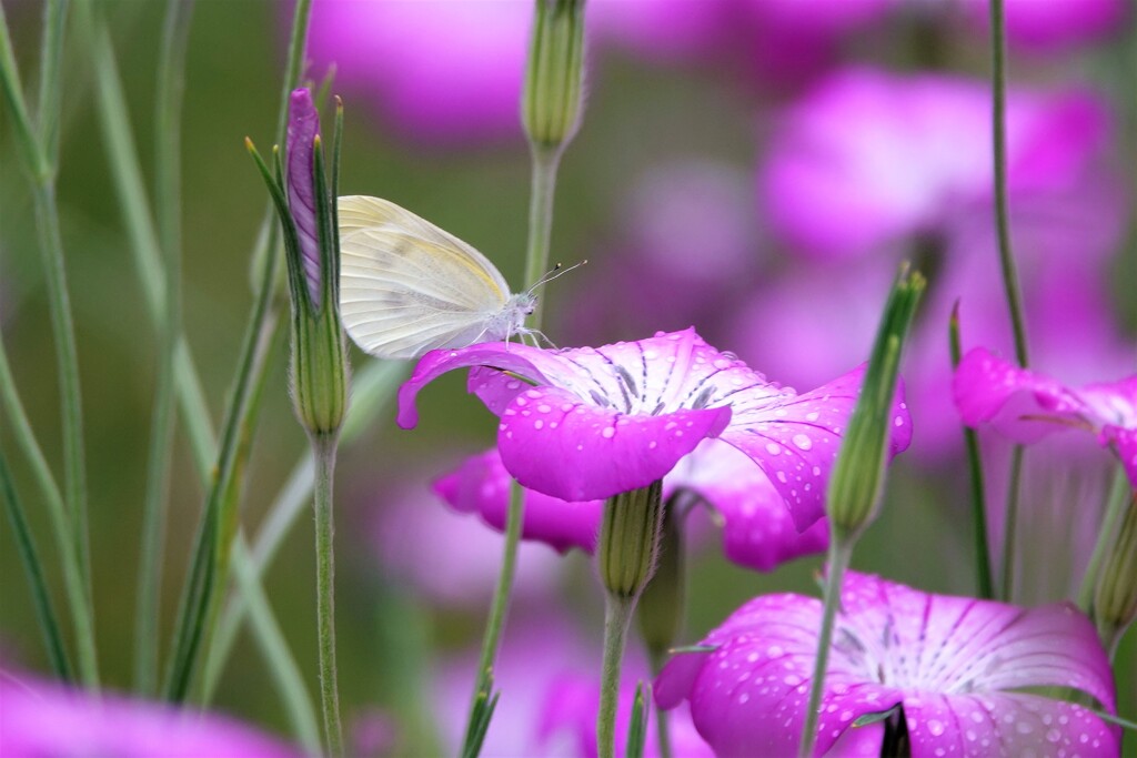 雨の麦ナデシコ５