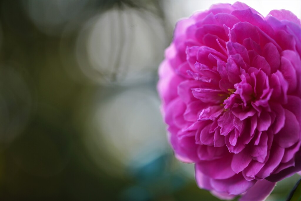 秋薔薇