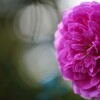 秋薔薇