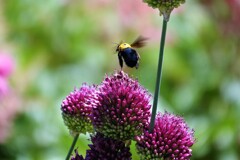 ブンブンブン蜂が飛ぶ