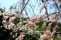 八重の枝垂れが綺麗
