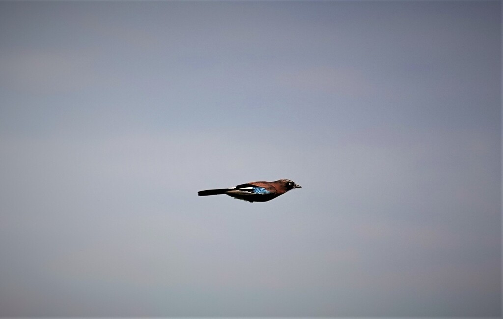 気持ちよく飛ぶ
