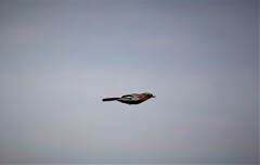 気持ちよく飛ぶ