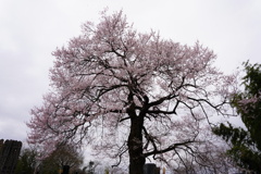樹齢２００年の桜