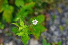 小さな花