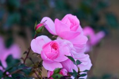 寒くなったのに頑張ってるね