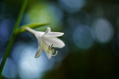 漂う