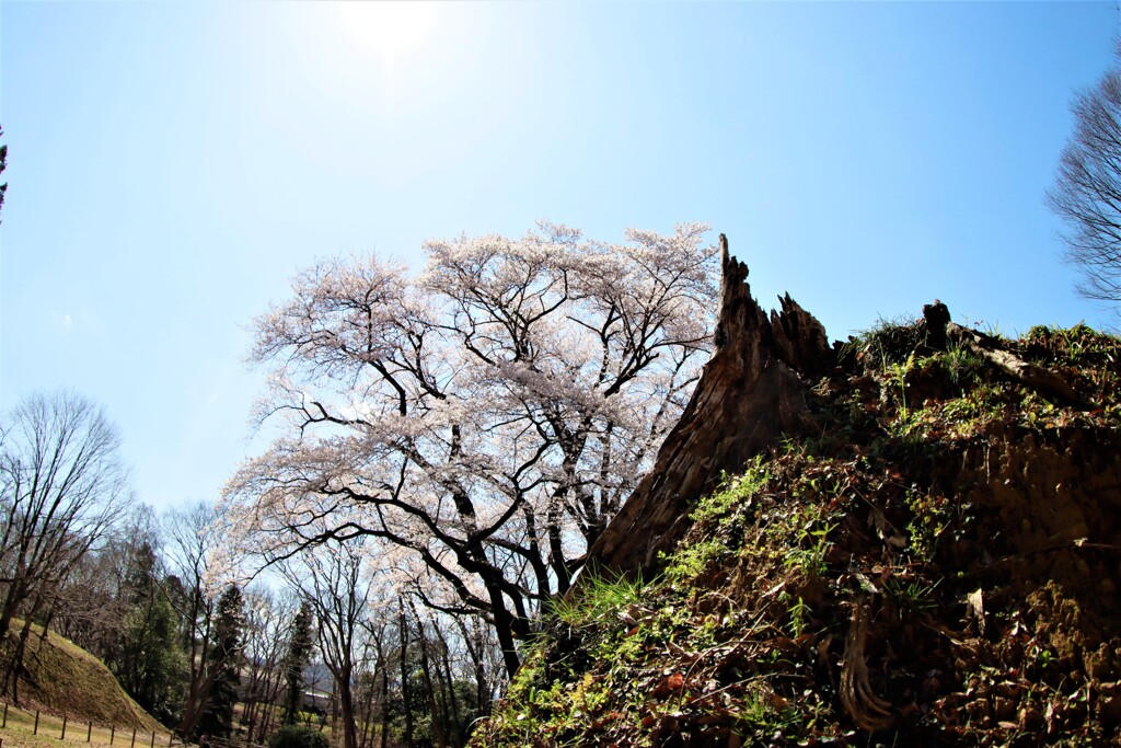 エドヒガン桜５